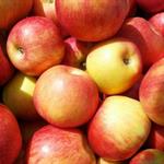 Apple, Honeycrisp, Small, 36lb
