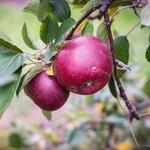 Apple, Liberty COG 40 lb