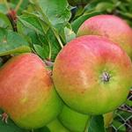 Apple, MacIntosh small 40 lb