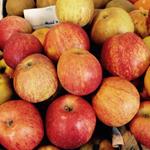Apple, Melrose COG 40 lb