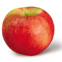Apple, Zestar 35 lb