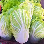 Cabbage, Napa 20 lb