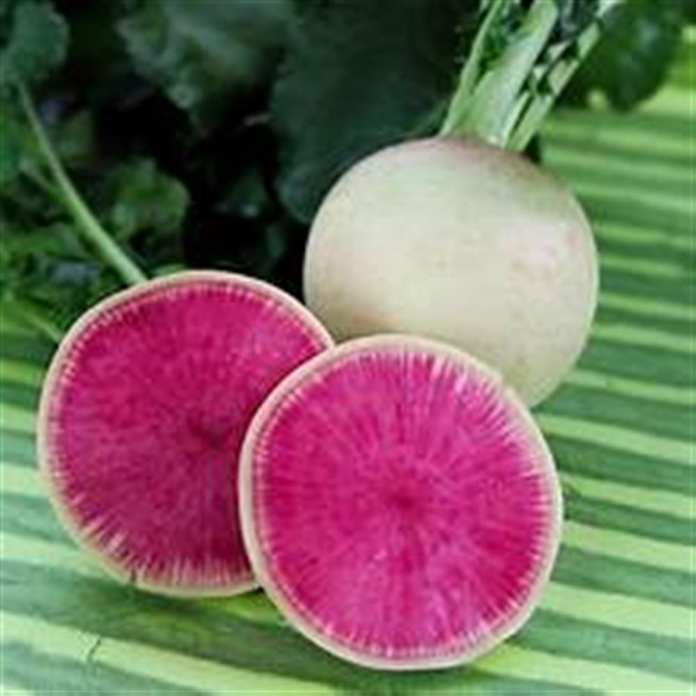 Radish, Watermelon Bulk COG 5 lb