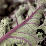 Kale, Red bunched COG