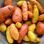 Potatoes FIngerling COG 10 lb