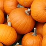 Pumpkin for Pie COG, 10#