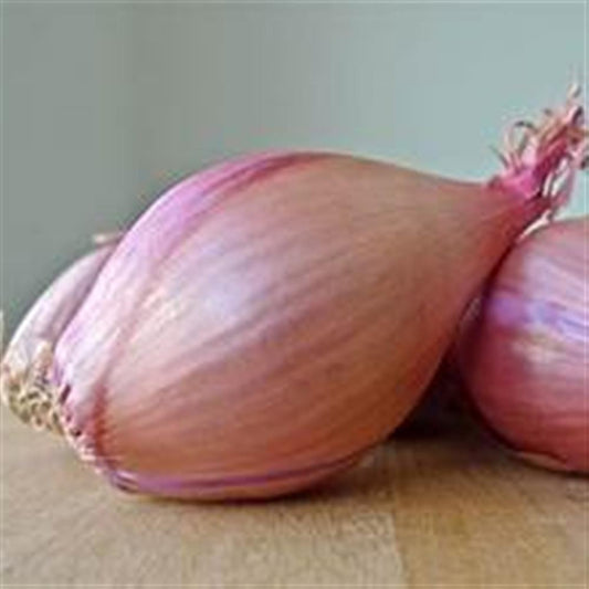 Shallots, Bagged COG 12, 1 lb bags